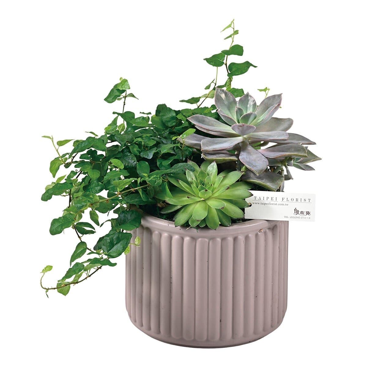 Taipei Huayuan Pot Bunga Kombo Daun Sedikit Daging